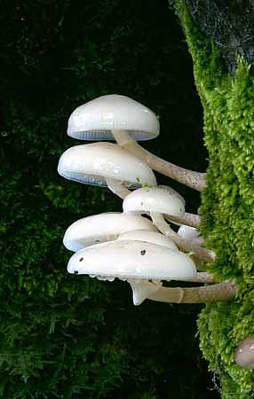 P2509_schleimruebling