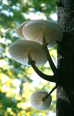 P2527_schleimruebling