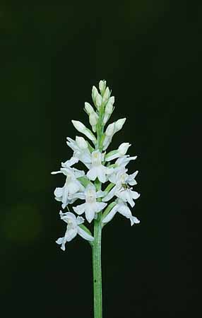 P2529_knabenkraut_weiss