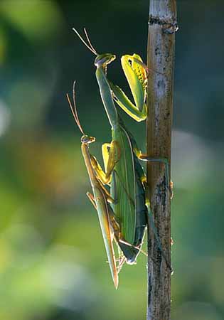 P2538_gottesanbeterin_paarung