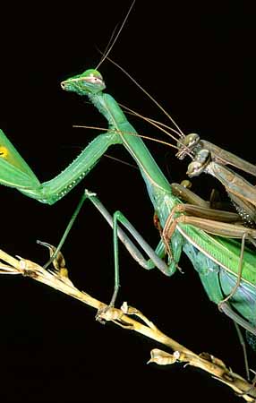 P2544_gottesanbeterin_paarung