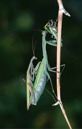 P2578_gottesanbeterin_frisst_argiope