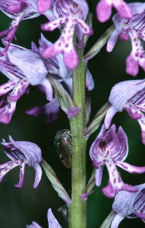 P2587_orchidee_u_zikade