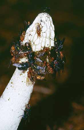 P2605_fliegen_auf_pilz