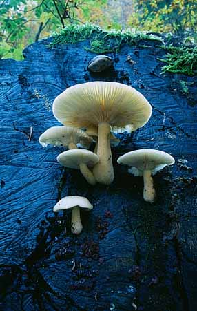 P2619_pilze_an_totem_baum