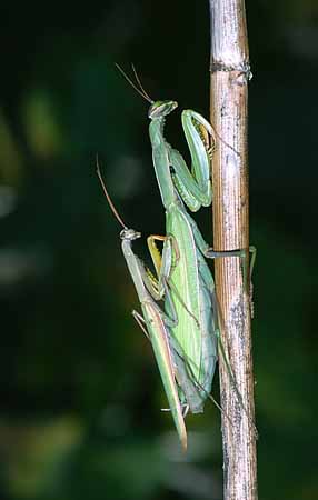 P2635_gottesanbeterin_paarung