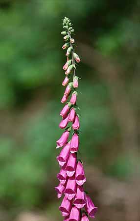 P2661_roterfingerhut