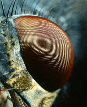 P2671_facettenauge_fliege_nah