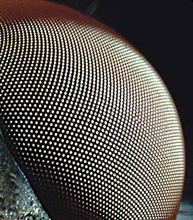 P2700_fliegenauge_remind_ver