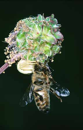 P2774_krabbenspinne_mit_beute