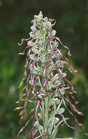 P2800_0rchidee_23_ver