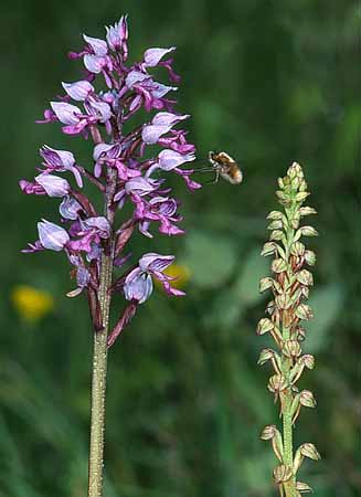 P2804_orchideen_und_wollschweber_nah_ver