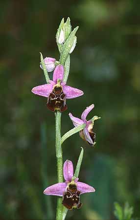 P2807_orchidee_27