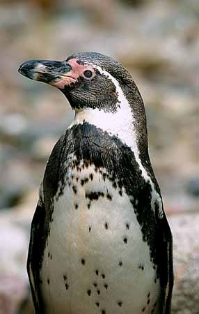P2878_pinguin