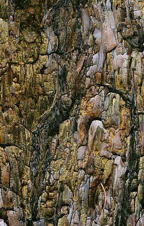 P2889_baumrinde_kiefer