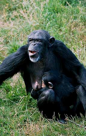 P2895_schimpanse