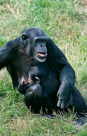 P2896_schimpanse