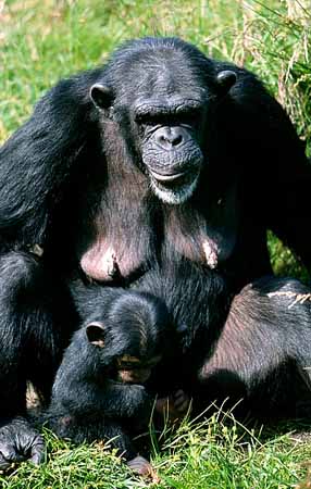P2897_schimpanse