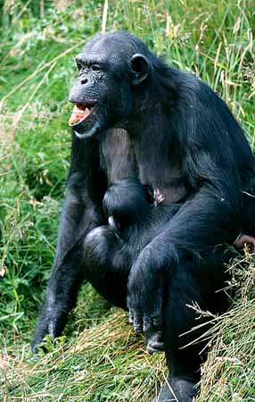 P2906_schimpanse