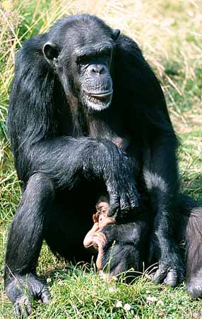 P2942_schimpanse