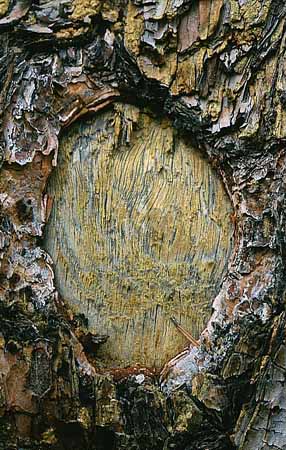 P2949_astloch_an_kiefer