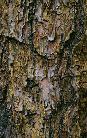 P2950_baumrinde_kiefer