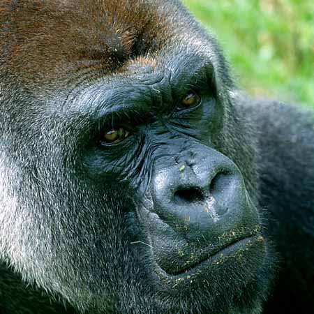 P2972_gorilla_nah