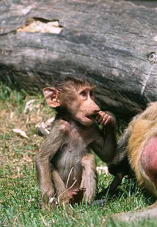 P2983_pavian_baby_nah