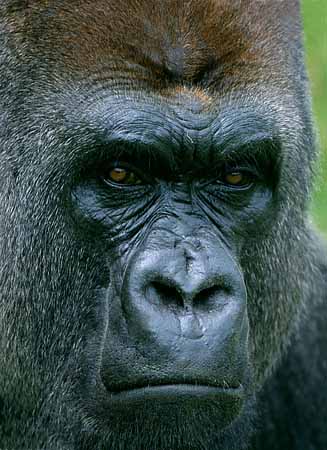 P2988_gorilla