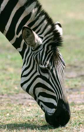 P2995_zebra