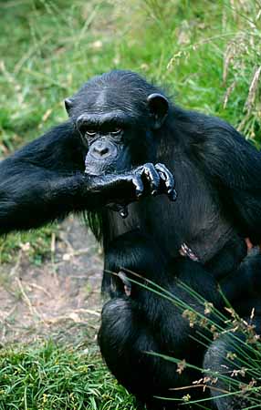 P3001_schimpanse_trinkt_wasser