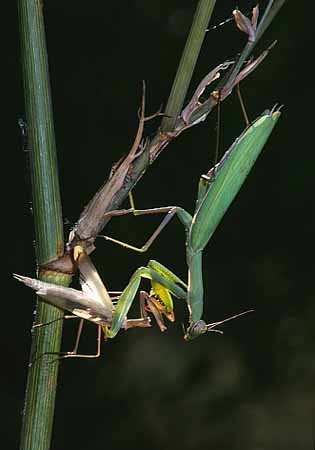 P3007_gottesanbeterin_frisst_maennchen