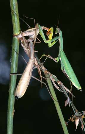 P3009_gottesanbeterin_fressen_maennchen
