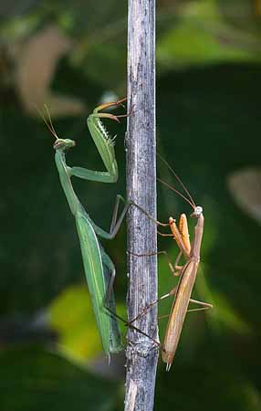 P3015_gottesanbeterin_gefaehrliche_begegnung