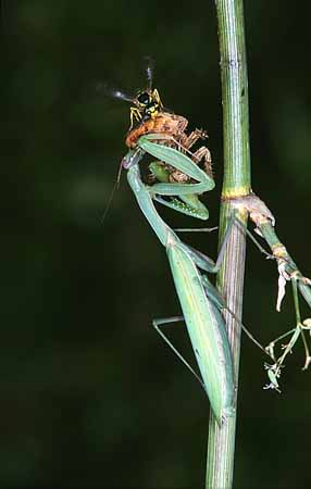 P3020_gottesanbeterin_u_wespe