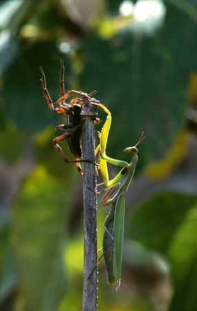 P3021_gottesanbeterin_und_tarantel