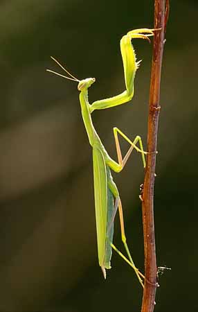 P3022_gottesanbeterin_im_gegenlicht