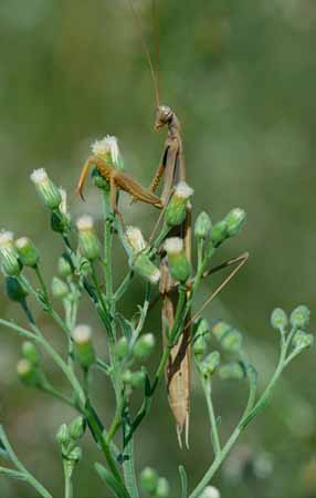 P3024_gottesanbeterin_braun