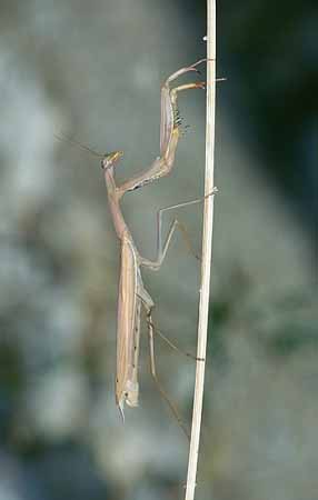 P3027_gottesanbeterin_braun