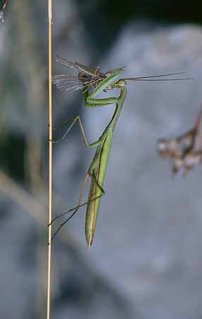 P3029_gottesanbeterin_maennchen_frisst_maennchen