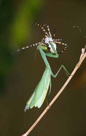 P3033_gottesanbeterin_frisst_argiope