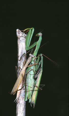 P3034_gottesanbeterin_paarung