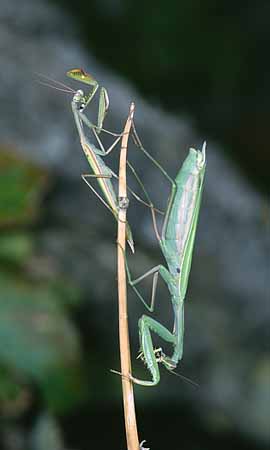 P3040_gottesanbeterin_reinigt_fangbein