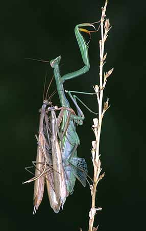 P3044_gottesanbeterin_paarung_zu_dritt