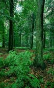 1505_cd_086_wald