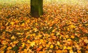 L0042_herbst_blaetter
