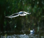 L0050_moewe_spaeht_nach_beute