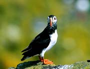 L0055_papageitaucher_isle_of_may