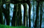 L0066_spiegelung_baeume_see