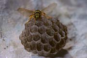 L0082_wespe_auf_nest